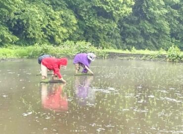 宮崎ますみ田植え