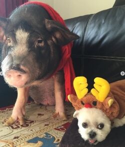 前園真聖子供写真